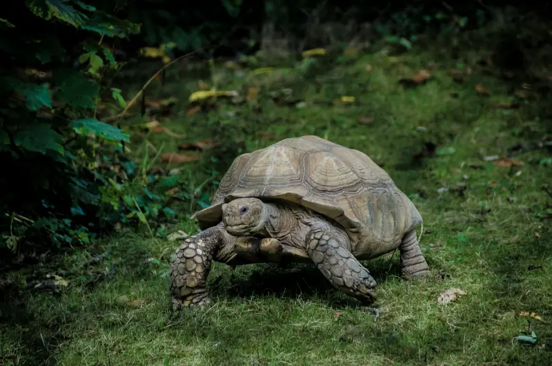Tortoise walking across grass. Photo by Luca Ambrosi on Unsplash.